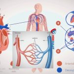 Mengenal Jenis Pembuluh Darah dan Fungsinya di Tubuh