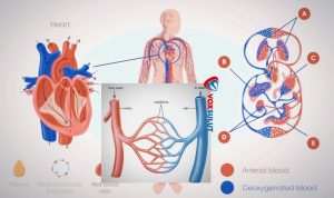 Mengenal Jenis Pembuluh Darah dan Fungsinya di Tubuh