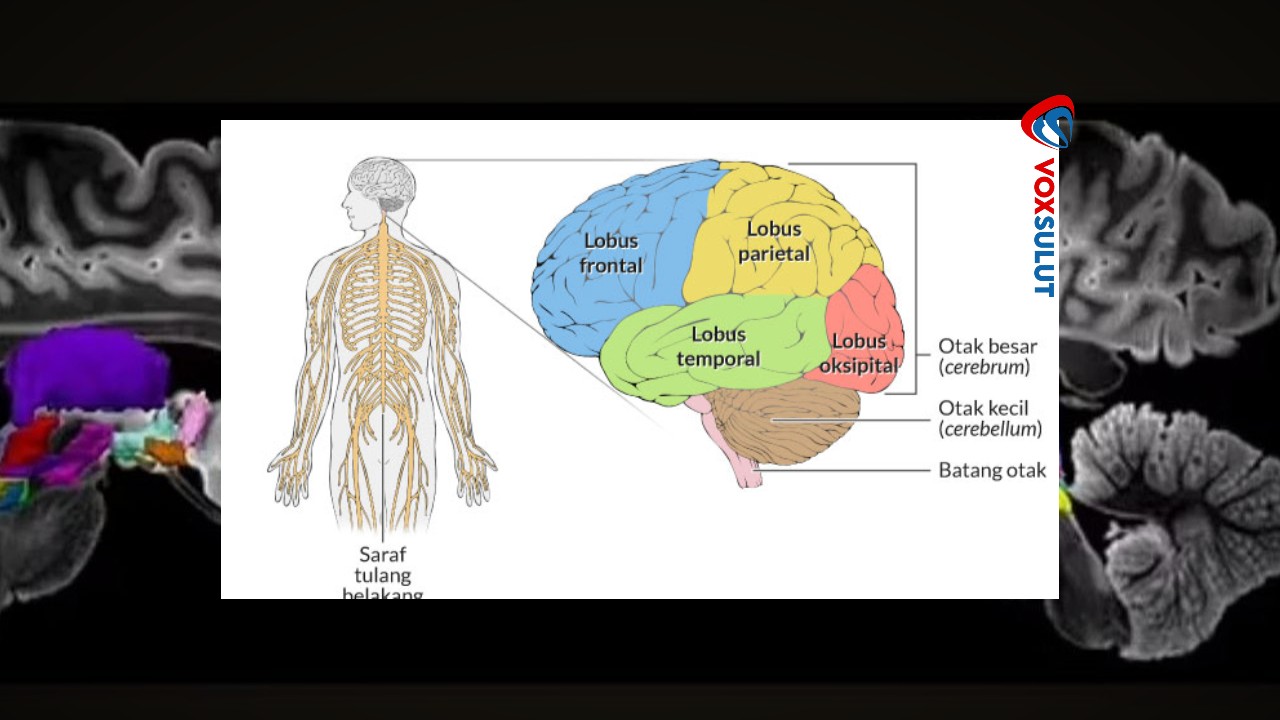 Bagian Otak yang Bisa Picu Koma dan Penjelasannya Bagian Otak yang Bisa Picu Koma dan Penjelasannya