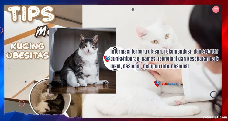 Cegah Kucing Peliharaan dari Obesitas Ini Dia Cara Efektif