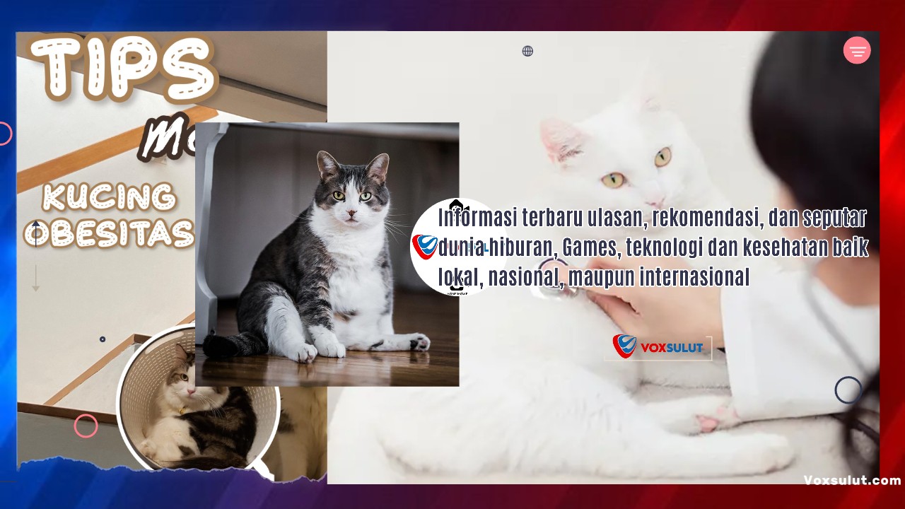 Cegah Kucing Peliharaan dari Obesitas Ini Dia Cara Efektif