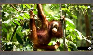 Teknologi Sains Warga untuk Pantau Hayati Kalimantan