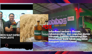 Bobibos di Timor Leste Capai 70% Menuju Produksi