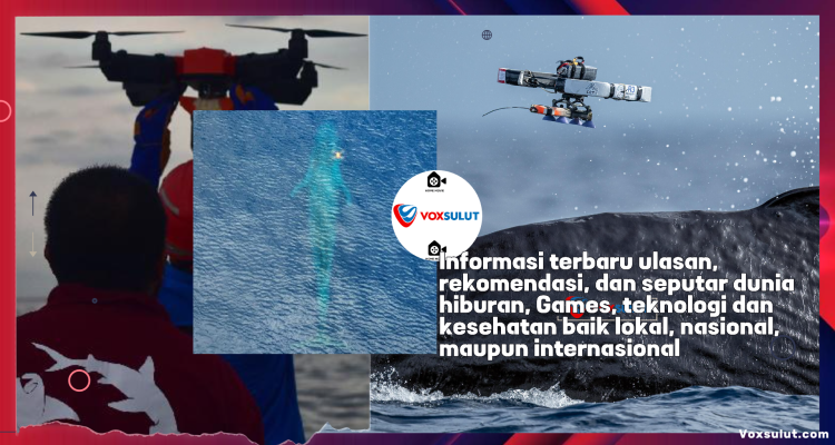 Teknologi Drone Bantu Riset Paus dengan Tag Satelit