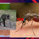 Malaria Monyet di Kota Disebut Sangat Jarang
