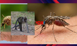 Malaria Monyet di Kota Disebut Sangat Jarang
