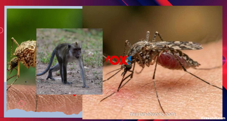 Malaria Monyet di Kota Disebut Sangat Jarang
