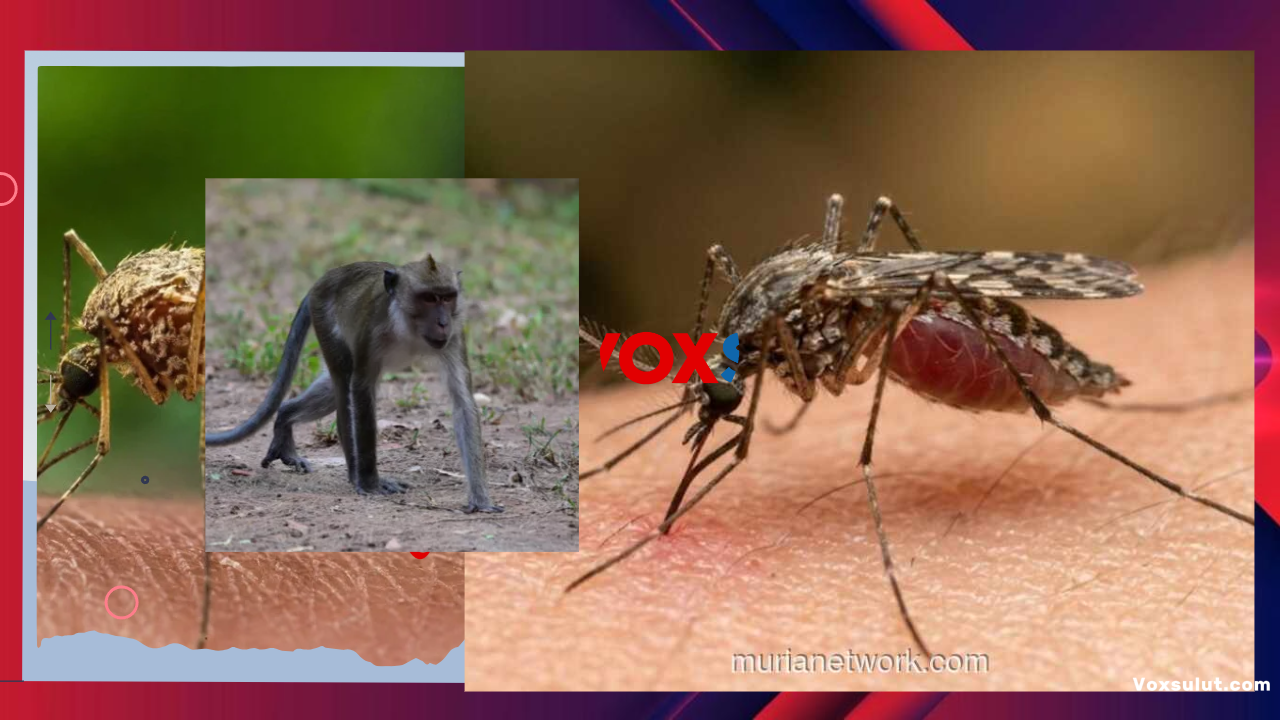 Malaria Monyet di Kota Disebut Sangat Jarang